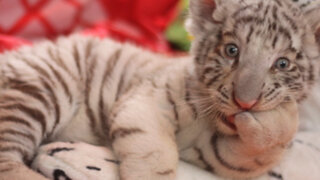 Buscan nombre para la primera tigresa blanca que nació en cautiverio