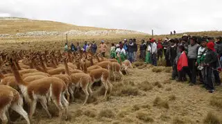 Cientos de pobladores participaron en tradicional Chaccu de vicuñas en Huancayo