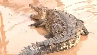 VIDEO: logran capturar a cocodrilo que se escapó tras inundaciones en México
