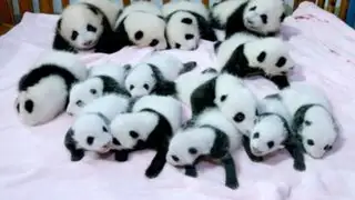 Presentan 14 osos panda bebé nacidos por inseminación artificial en China