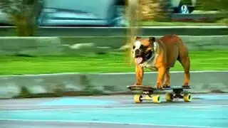 Biuf, el perro skater que lucha por plasmar su nombre en el libro de récords Guiness