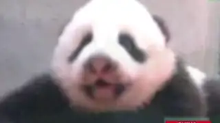 China: un cachorro de panda gigante practica cómo gatear en el zoológico de Taipei