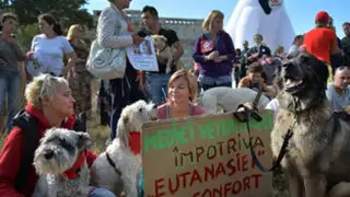 Rumanos protestan por autorización de matar perros callejeros