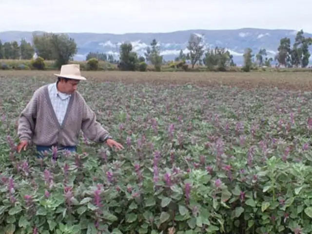 Agricultores podrían ser los más afectados por fenómeno ‘El Niño’