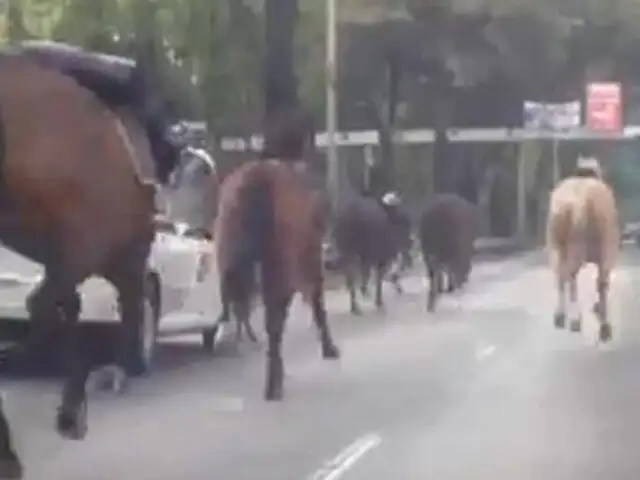 Estampida de caballos de la policía causan pánico en carretera de México