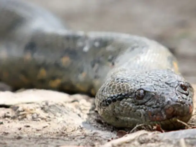 Pobladores capturan a una anaconda de doce metros de largo en Iquitos