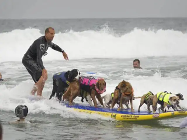 Cientos de perros participaron en concurso anual de surf en Estado Unidos