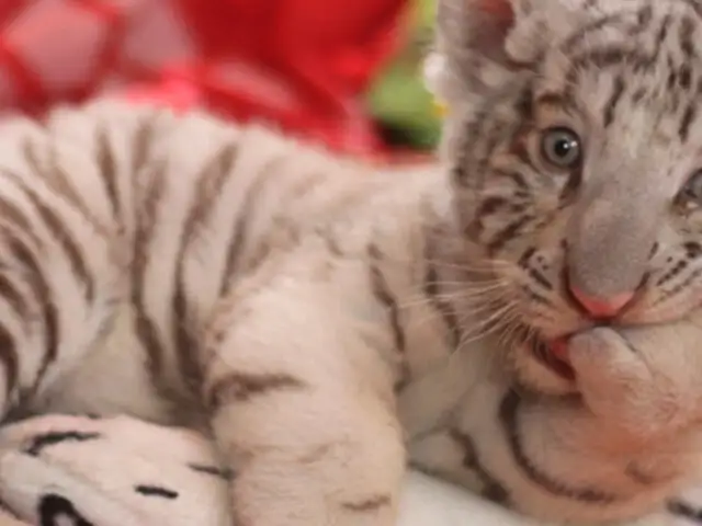 Buscan nombre para la primera tigresa blanca que nació en cautiverio