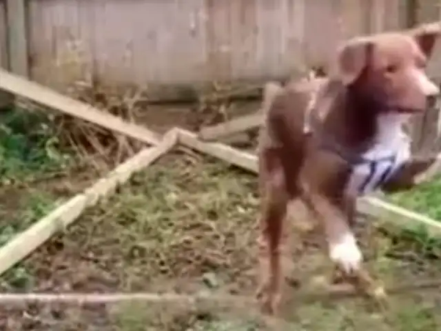 VIDEO: 'Ozzy', el perro equilibrista que rompió un récord Guinness