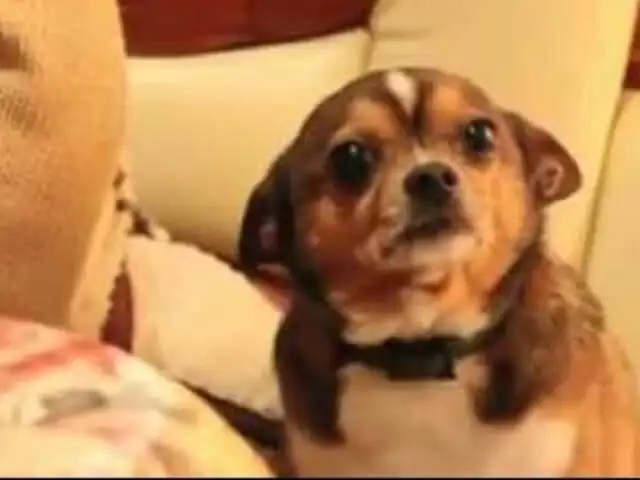 VIDEO: perro a punto de ‘llorar’ tras ser regañado por su dueña se vuelve viral