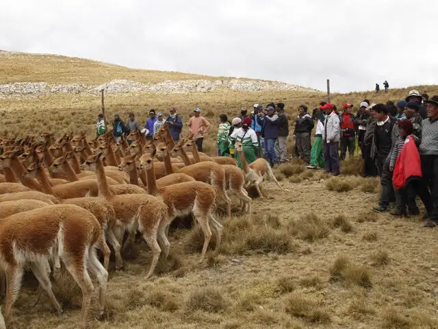 Cientos de pobladores participaron en tradicional Chaccu de vicuñas en Huancayo