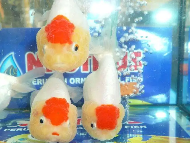 Piscigranja Nautilus te ofrece toda la gama de peces para venta y exhibición