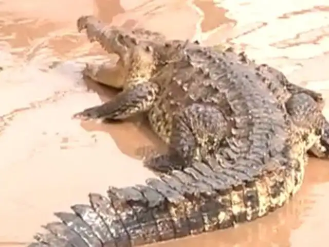 VIDEO: logran capturar a cocodrilo que se escapó...