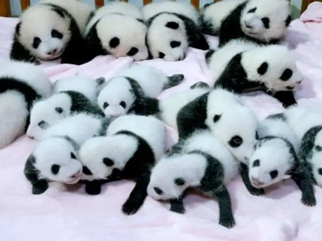 Presentan 14 osos panda bebé nacidos por inseminación artificial en China