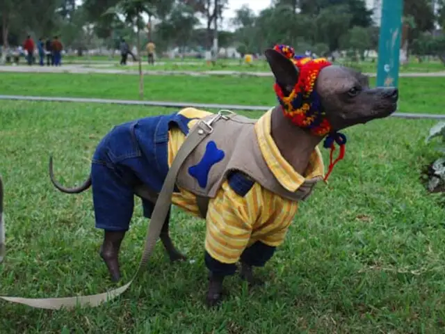 Cientos de perros participarán en actividades por Día de la Mascota