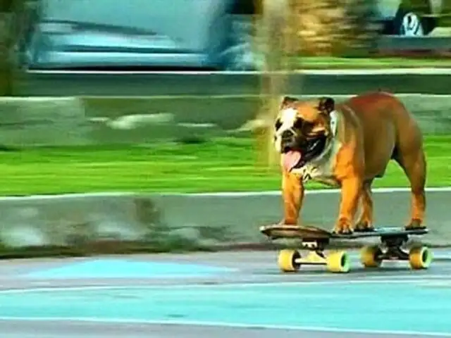 Perros sobre ruedas: conozca a los canes skaters