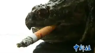 Una tortuga mordedora se fuma hasta 10 cigarros al día en China