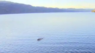 Monstruo del lago Ness: autor de “la foto más convincente” admite que es falsa
