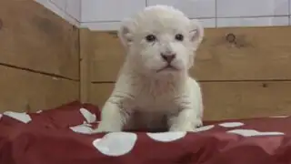 Sorprende nacimiento de nueva cría de león blanco en zoológico de Belgrado