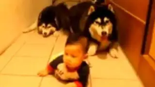Perros siberianos enseñando a gatear a un bebé causan furor en YouTube