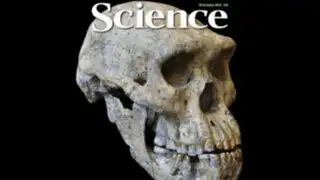 Fósil de 1,8 millones de años reescribiría la historia de la evolución humana