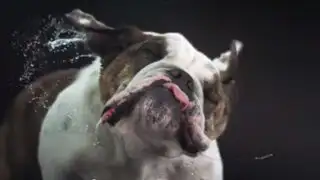 VIDEO: perritos que se sacuden en cámara lenta causan sensación en Internet