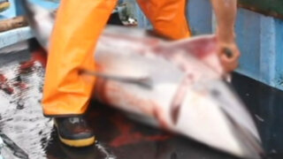 "Mundo Azul" habría denunciado caza de delfines por intereses económicos