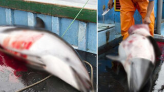 Decomisan carne de delfin que era vendida en restaurante del Callao