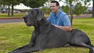Estados Unidos: Murió "Giant George", el perro más grande de mundo
