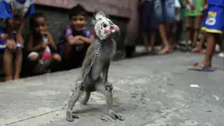 Indonesia pone fin al cruel negocio de los monos enmascarados