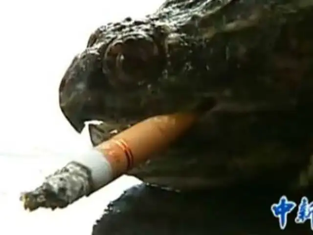 Una tortuga mordedora se fuma hasta 10 cigarros al día en China