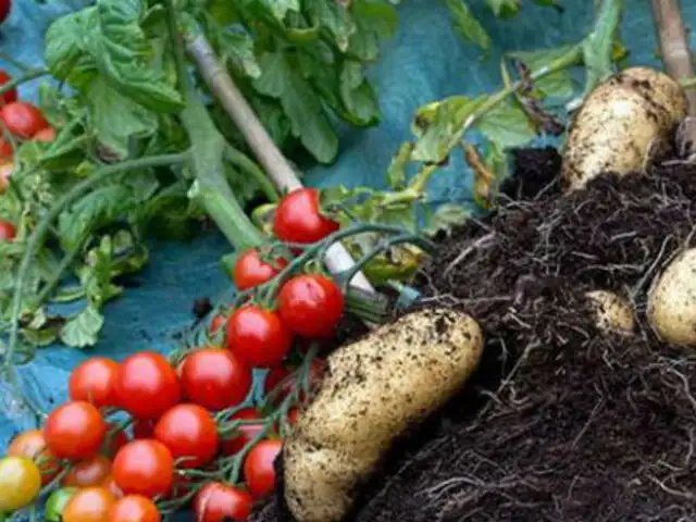 TomTato: una planta que produce papas y tomates sale al mercado