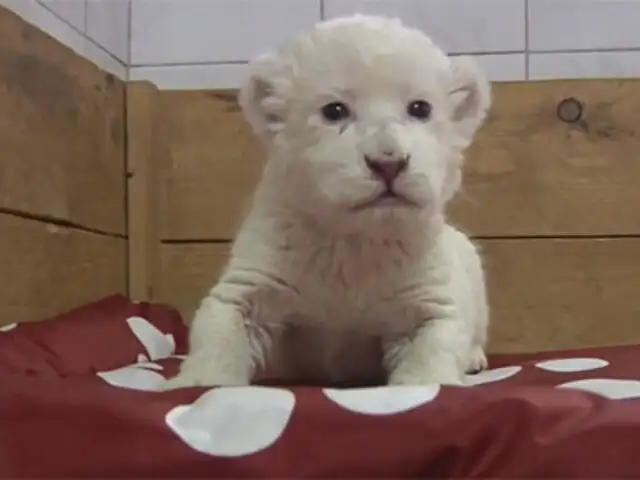 Sorprende nacimiento de nueva cría de león blanco en zoológico de Belgrado