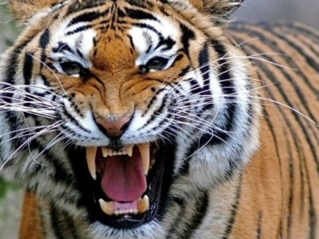 Tigre malhumorado orina sobre un hombre en zoológico de China