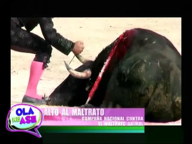 ‘Alto al Maltrato’: campaña nacional busca frenar violencia contra los animales