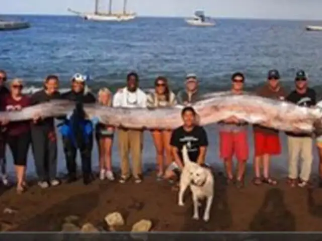 EEUU: estudiantes encuentran “serpiente marina” de casi seis metros