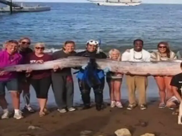 EEUU: encuentran serpiente marina gigante en costas de California