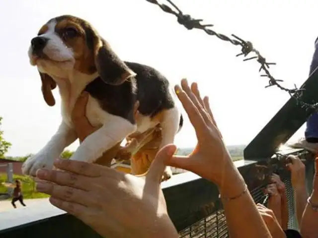 Brasil: rescatan a 178 perros que eran usados para experimentos