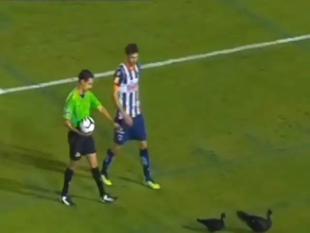 VIDEO: Patos interrumpen partido de la Copa MX al invadir cancha de fútbol