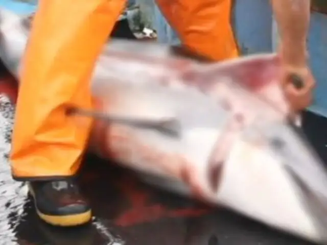 "Mundo Azul" habría denunciado caza de delfines por intereses económicos