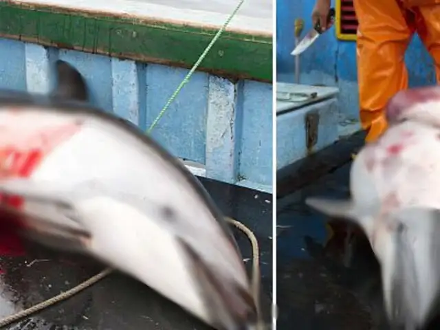 Decomisan carne de delfin que era vendida en restaurante del Callao