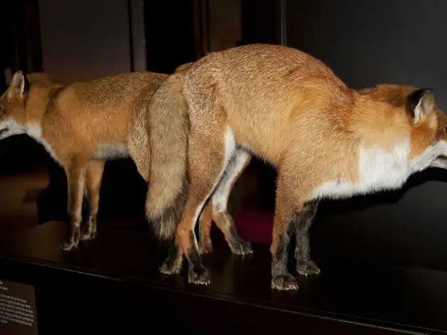 Kamasutra animal: exhibición en Museo de Londres genera controversia
