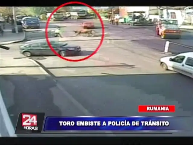 Insólito: toro embiste a policía de tránsito en calle de Rumania
