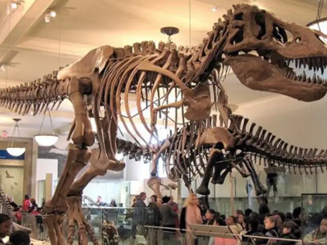Estados Unidos: Descubren porqué los dinosaurios eran tan gigantes