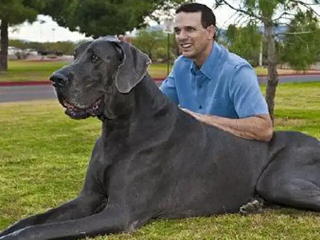 Estados Unidos: Murió "Giant George", el perro más grande de mundo