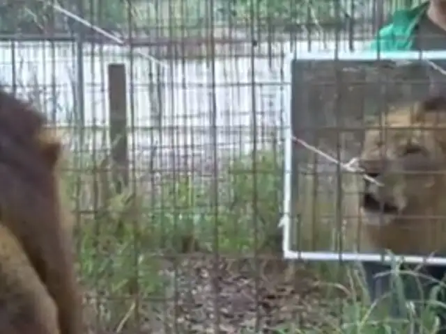 VIDEO: insólitas reacciones de felinos al verse en el espejo por primera vez