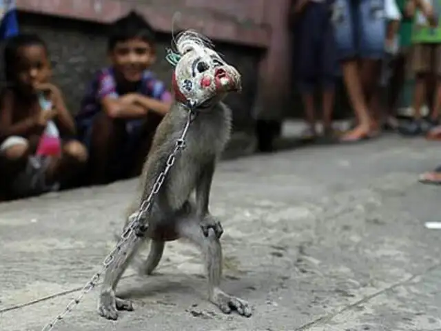 Indonesia pone fin al cruel negocio de los monos enmascarados