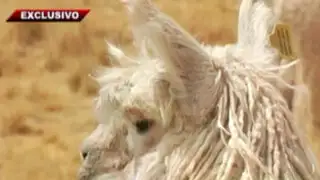 De fibra imperial: la alpaca suri conquista el mundo desde Puno