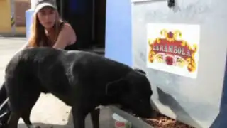 Actriz colombiana diseña  dispensador para alimentar a perros callejeros
