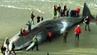 Holanda: hallan ballena muerta con más de 20 kilos de plástico en su estómago